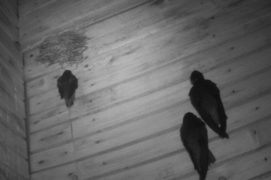 APZ_CHSWtower_22July2026_2 adults 1 fledgling.jpg (105 KB)